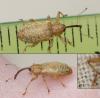 Dorytomus sp.